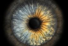 Íriszdiagnosztika titkai – mit árul el a szem a szervezet állapotáról?